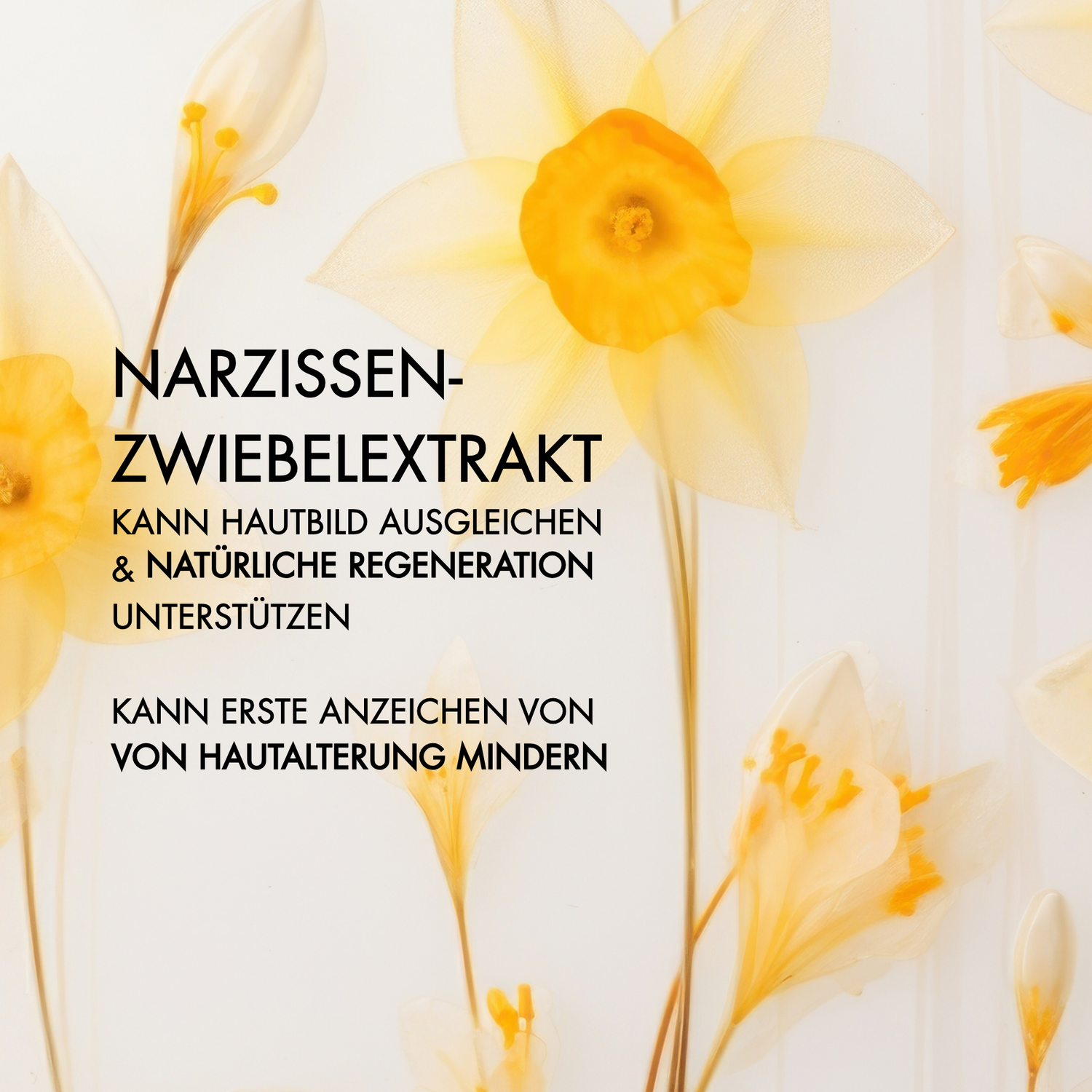 Ein Wirkstoff in der Hyalove Nachtcreme ist Narzissenzwiebelextrakt, der das Hautbild ausgleichen und natürliche Regeneration unterstützen kann