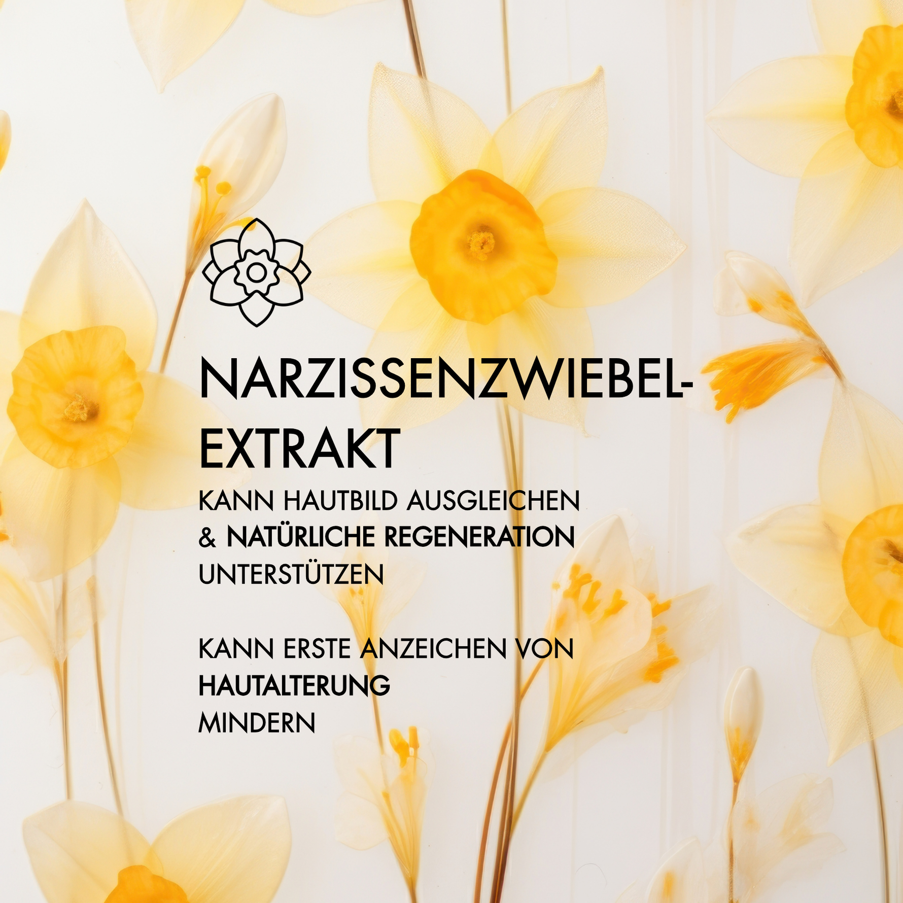 Ein Wirkstoff in der Hyalove Nachtcreme ist Narzissenzwiebelextrakt, der das Hautbild ausgleichen und natürliche Regeneration unterstützen kann