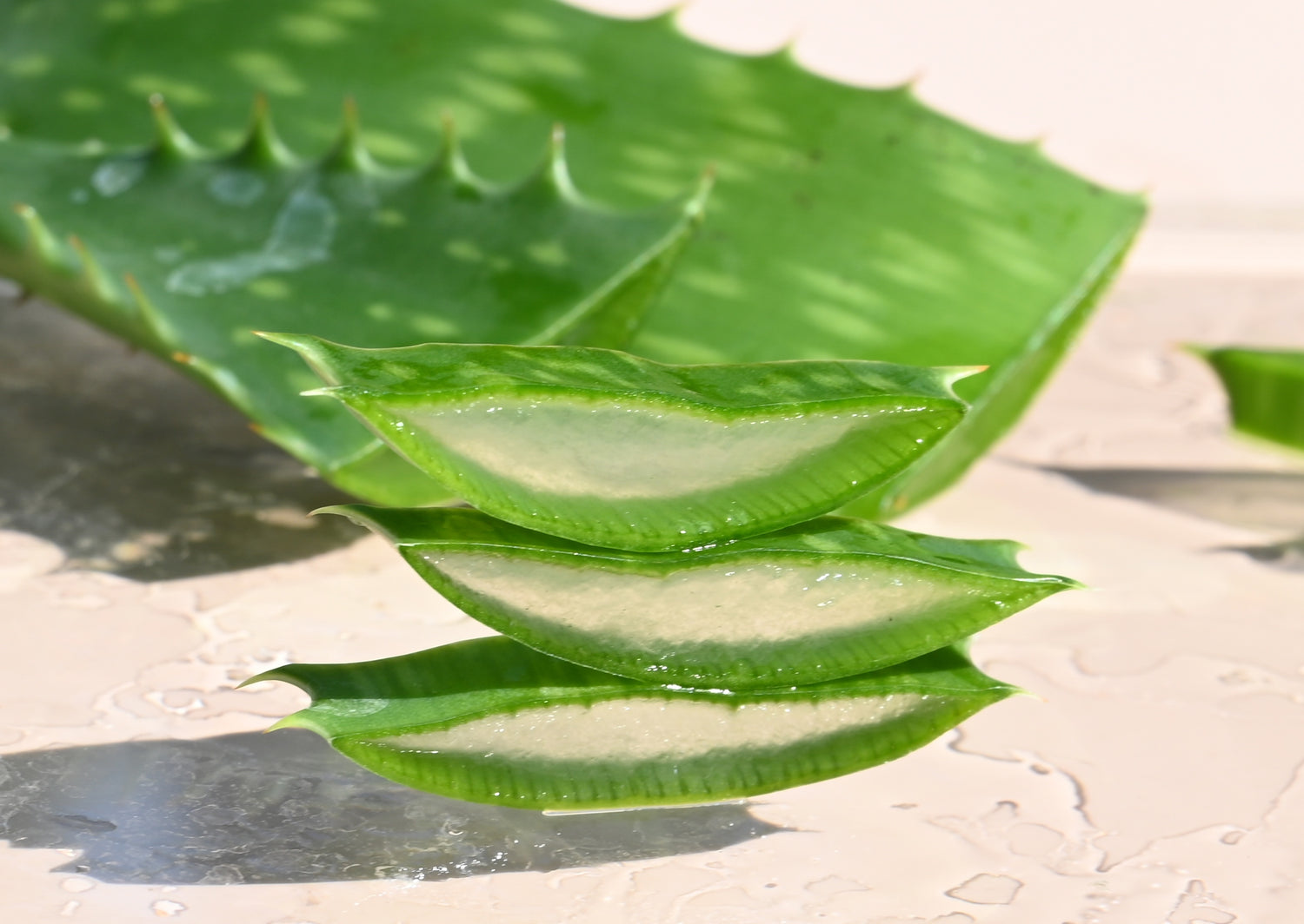 Nahaufnahme von Aloe Vera Scheiben
