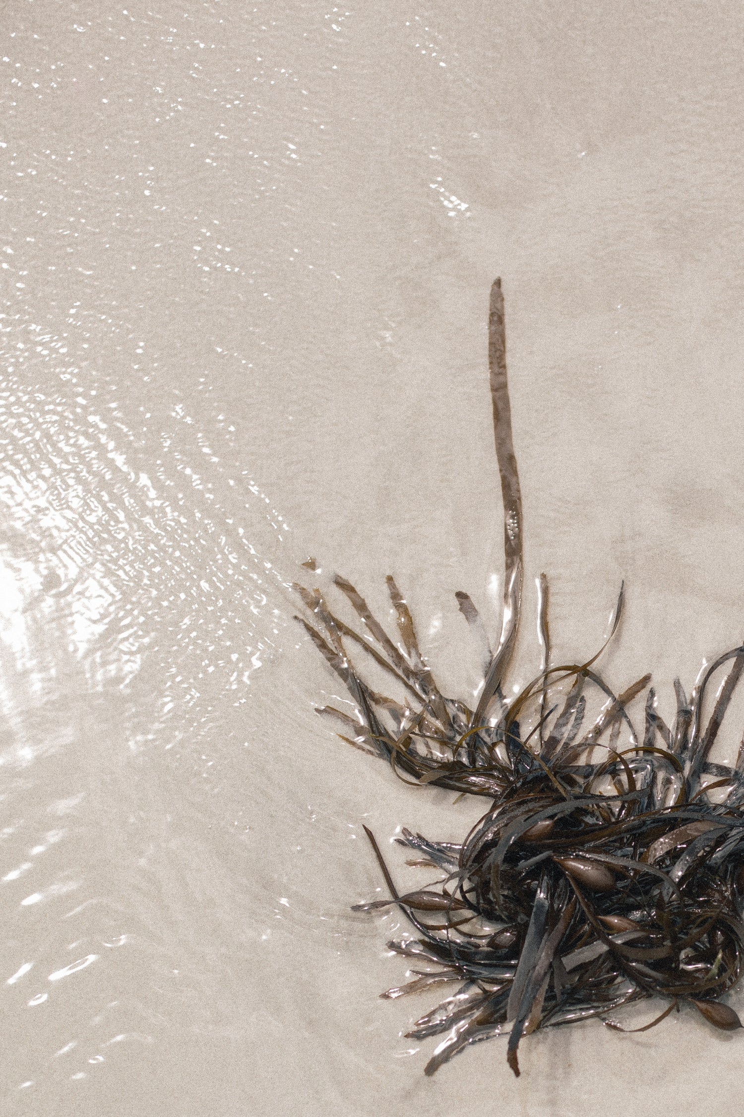 Bild von Wasser und Algen, die den Maritimen Wirkstoff der Hyalove Augencreme symbolisieren sollen